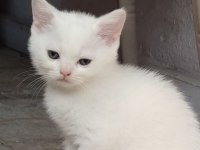 İşte kalite işte tatlılık kalite tesadüf değil british