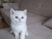 Dışı 2 aylık