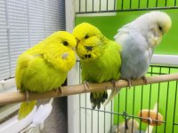 Show jumbo muhabbet kuşlar