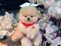 Ayı surat pomeranian bebekler