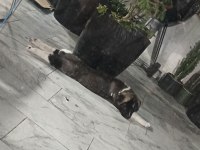 American Akita Erkek Henüz 8 Haftalık