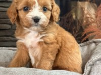 En Özel Cavapoo Yavruları Çiftlikten