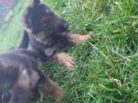 Şecereli aşılı dişi alman çoban köpeği yavruları