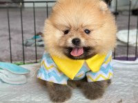Rezerveye Açık Erkek Pomeranian Kardeşler