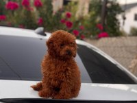 Orijinal kore toy poodle yavrusu kilo garantili