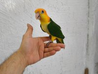 Biblo gibi bebek caique