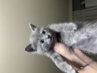 MAVİ RUS KEDİSİ VE Scottish BLUE POİNT