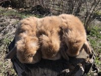 Mini lop tavşanı bebeklerimiz