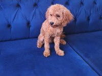 6 Aylık Toy Poodle Dişi