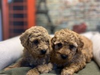 Birbirinden güzel maltipoo yavrularımız @petclubadana