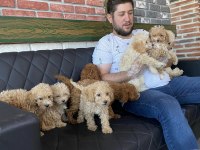 Efsane Güzellikte Maltipoo Yavrular Renk Renk