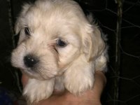 Maltese terier yavrular