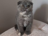 FAVORİ DUMAN RENGİ SCOTTİSH KEDİMİZ İLANDA