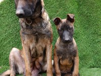 3 Aylık Dişi Güzeli Malinois Manken Şila