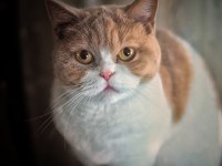 Bi-Color British Shorthair Dişi Kedime Eş Arıyorum