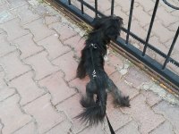 Tüysüz çin köpeği chinese crested erkek