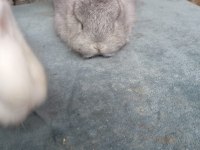 Cüce tavşan yavruları
