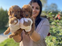 Safkan toy poodle köpeklerim