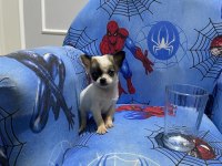 Chihuahua yavruları