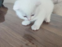 3 Beyaz 1 Gri (Erkek) Scottish Fold