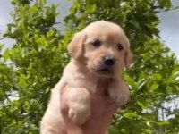 Golden Retriever Yavrular Irk Sağlık Garantili