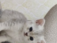 Scottish fold yavruları