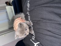 British Shorthair Yavruları