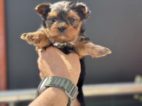 Petmode köpek çiftliğinden tea cup yorkshire