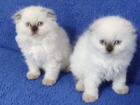 Scottish Fold Losgheyr Yavrular Teslime Hazırdır