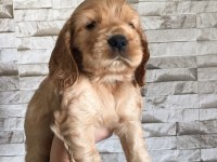 Cocker erkek dişi american cocker yavrularım