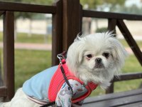 PEKİNEZ (6 AYLIK) DİŞİ