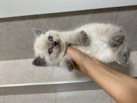 Erkek Dişi British Shorthair Bebeklerim