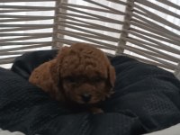 TOY POODLE sahiplendiriliyor