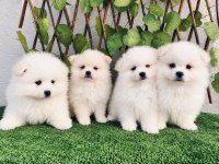 POMERANİAN SPİTZ ERKEK