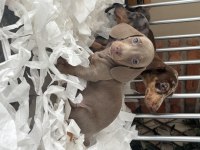 ORJİNAL DACHSHUND YAVRULARIMIZ