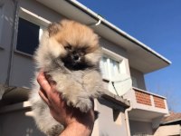 Ayı surat beyaz ve orange pomeranian köpekler
