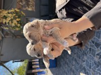 Toy poodle apricot yavrularımız