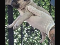 Güzel kaliteli pug yavrulara sahip olmak isteyenler için