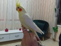 Sultan papağanı ele alışkın yavrular