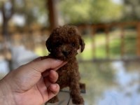 Red Poodle yavrularımız