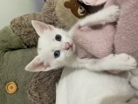 Khoa Manee cinsi Mia yeni aile arıyor