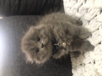 Saf kan scottish fold longhair yavrularım yuva arıyor