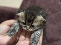 British Longhair ve Shorthair