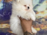 Teacup teddy bear garantili pomeranian