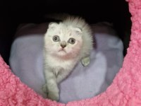 Silver Prenses Scottish Fold