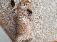 Çok Sevecen Golden Black British Longhair 3 Aylık Yavru