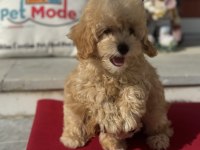 Profesyonel çiftlikde ziyarete açık maltipoo