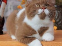 British Shorthair Yavrular Evinizin Neşesi Olacaktır