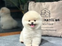 Premium Pomeranian Yavrular Sağlık Garantili
