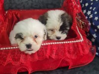 2 aylık dişi erkek morkie